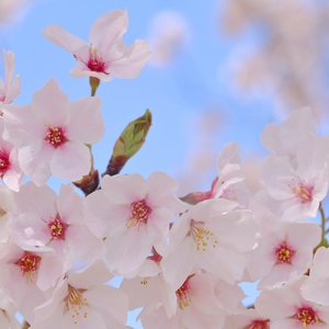 3月のお知らせ